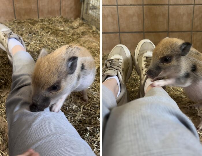 Is This Really A House Pig? It Has Been Found Alone And Is In The Shelter Right Now