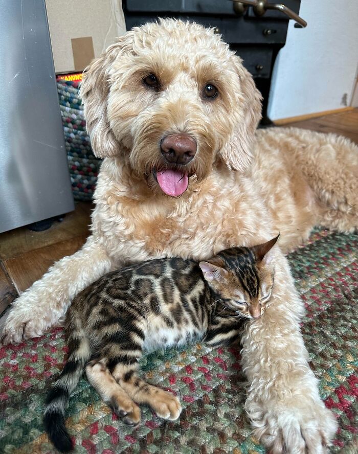 Miss Marple Is Still Traumatised From Our Last Cat And Is Afraid Of Ardbeg, But She’s Doing A Super Job. This Is Them Being Close For The First Time