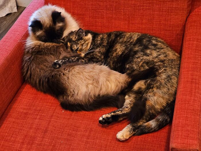 Estas dulces hermanas son así de unidas desde que nacieron. Se suponía que ellas (y su madre) iban a estar de tránsito, pero no pude separarlas 