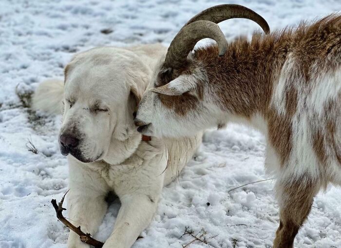 Goaterus Is Trying To Provoke Marshmallow Who Has The Patience Of Buddha