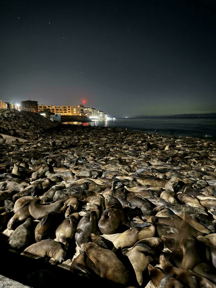 Sea Lions In My Hometown Sleeping On San Carlos Beach Due To Orca Sightings Nearby