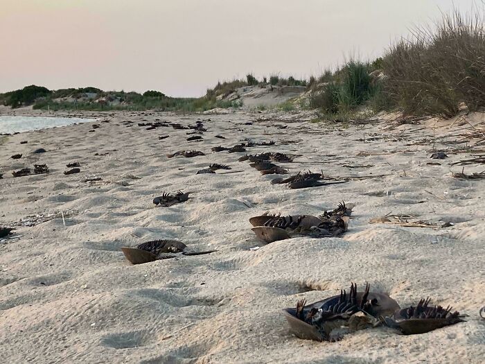 Hundreds Of Dead Horseshoe Crabs Lay Belly Up On The Beach In Delaware