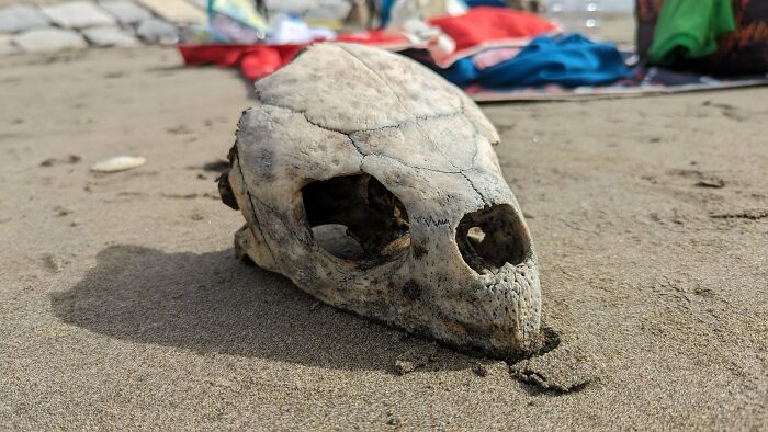 Found On A Beach Near Tokyo