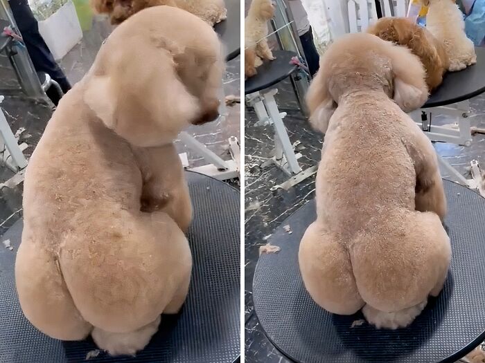 This Dogs Haircut