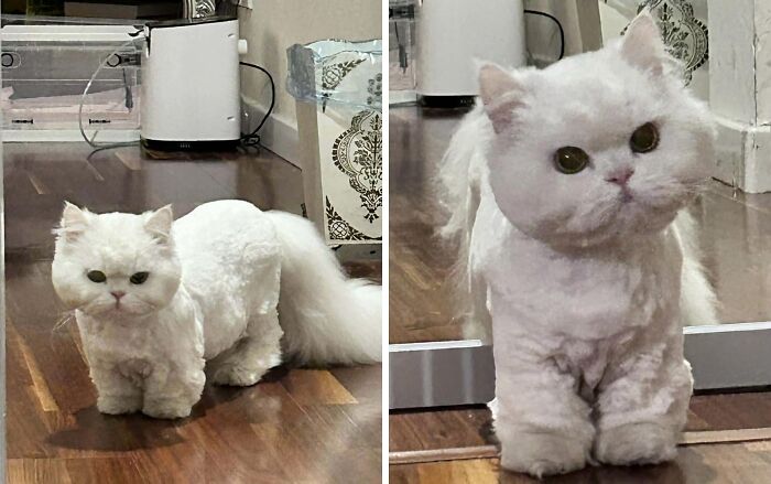 I Will Never Take My Cat For A Haircut Again! The Hairdresser Actually Said His Face Looks Like Pizza