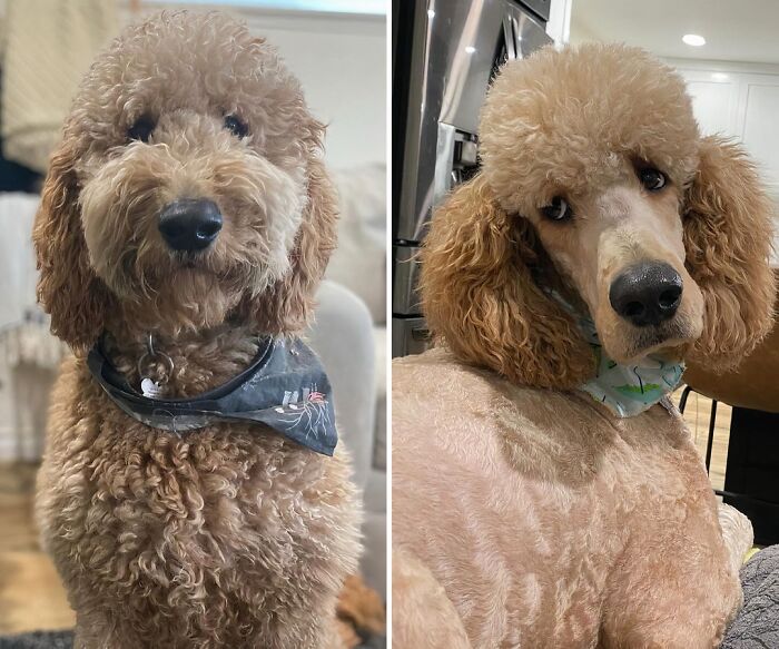 Groomer Gave Us Back The Wrong Dog