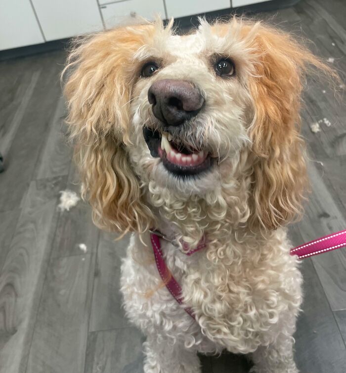 I Don’t Think A Haircut Would Help Her Derpiness