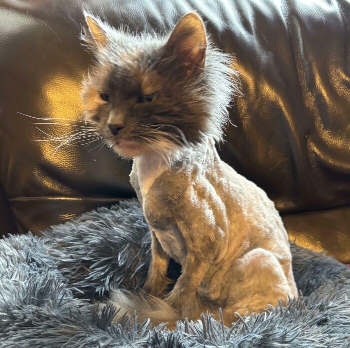 Our Cat Is An Old Longhair Who Won’t Let Us Brush Her And Doesn’t Groom