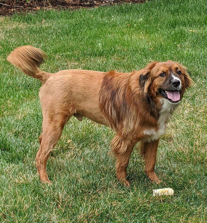 Took Him For A Trim Because His Back Half Was Starting To Get Dreads. Dropped Off A Pup, Picked Up A Lion