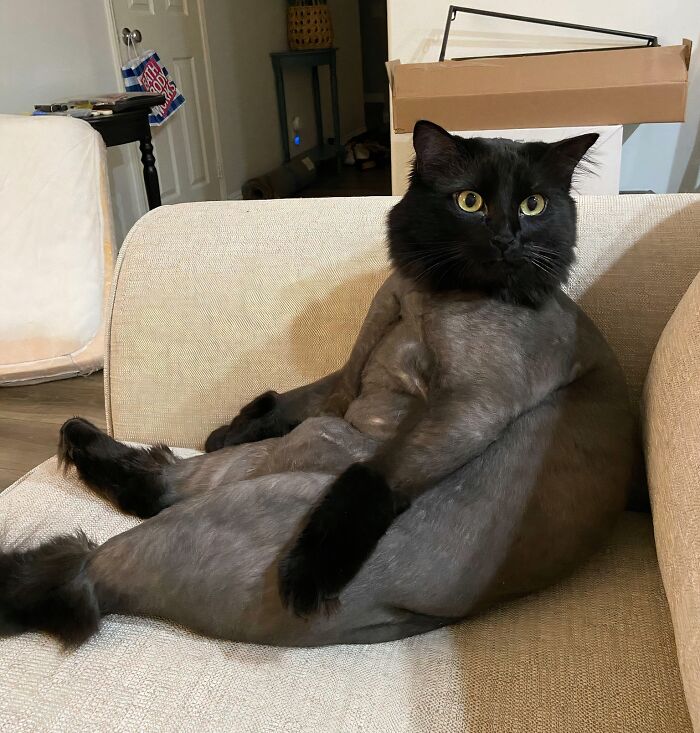 We Thought He Was Just Fluffy, But Really My Friends Cat Is All Dad Bod