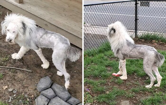 Dog Needed A Haircut, This Was The Only Option