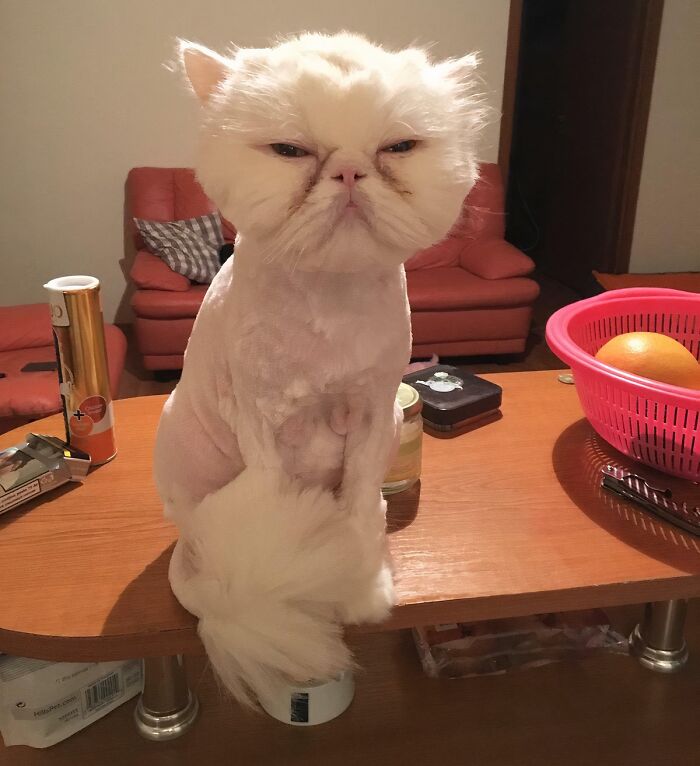 My Cat Zig Is Not Happy With His New Haircut