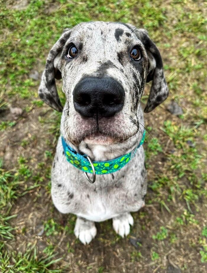 Carl Is A 4 Month Old Great Dane And He Is Available For A Nose Boop If Your Friday Isn’t Going Great