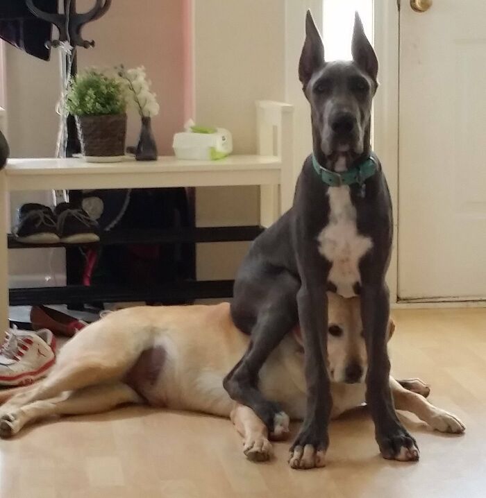 Great Dane Puppy Sitting On Labrador's Head