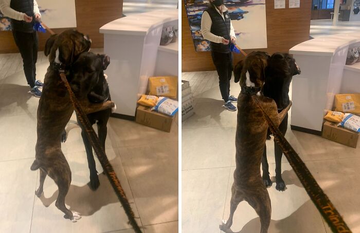 It’s A Big Ass Great Dane In My Building .. And Every Morning Trinidad Give Him A Hug Like They Grew Up Together 😂