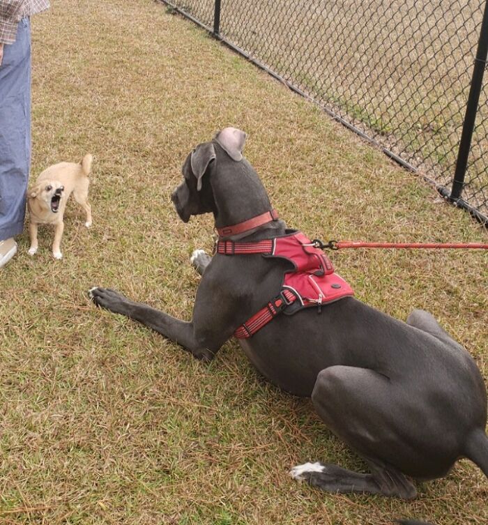 Brother's Great Dane Had My Dad's Lil Man Straight Shook By His Mere Existence