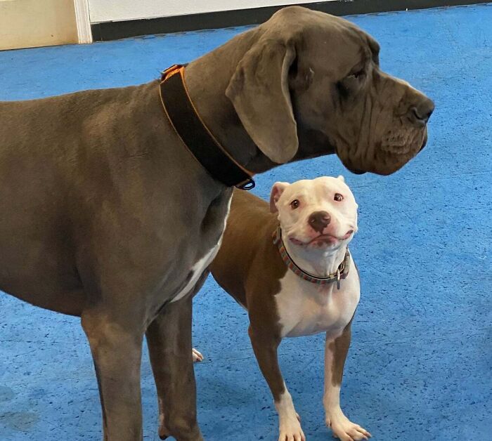 I Seriously Cannot Even! Todays Daycare Photo Of My Girl Who Is Absolutely Smitten With George, The Great Dane! The Face Says It All