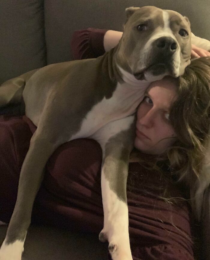 Anyone Else’s Pibble Have No Sense Of Personal Space?