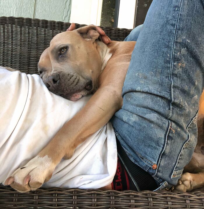 No Such Thing As Personal Space With A Pit Bull