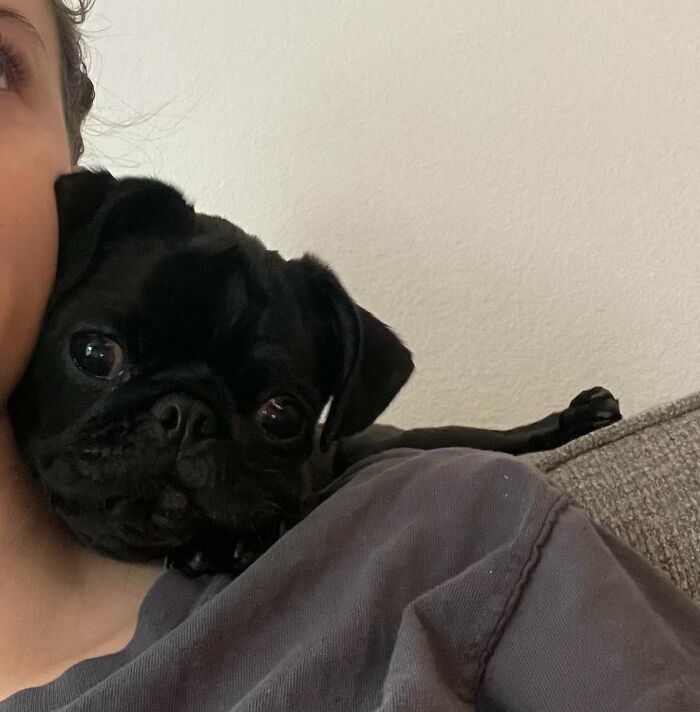 Any Other Pugs Not Agree With The Concept Of Personal Space?