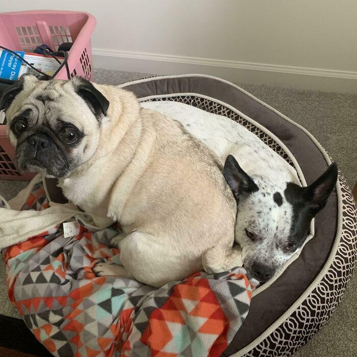 Personal Space? What’s Personal Space? 🧐rocky, His Sister Mitzi Moo, And The Highly Coveted Office Room Dog Bed