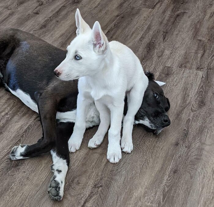 Hace 2 semanas traje un cachorro nuevo