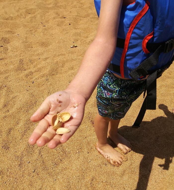 My Son Found Sea Shells On His First Trip To The Beach. I Didn't Have The Heart To Tell Him