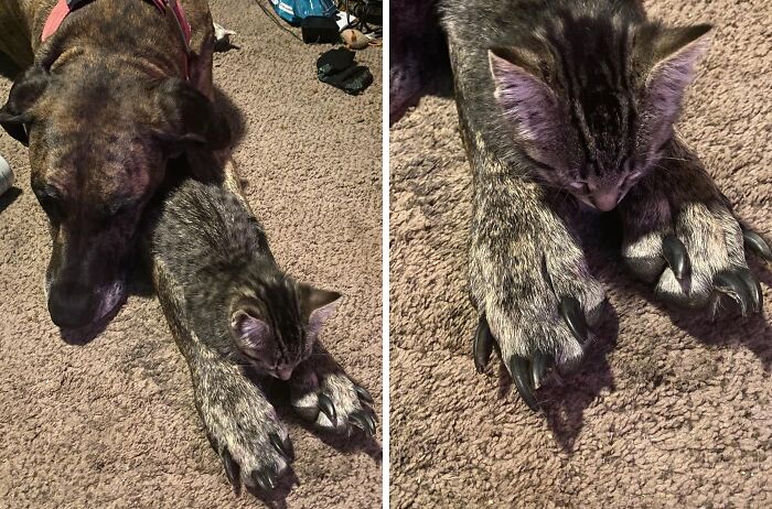 Our Kitten Sitting Between Our Great Danes Paws