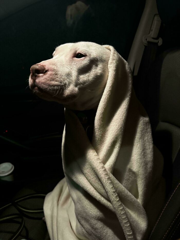 Dog wrapped in a blanket in a car, resembling a Renaissance painting with soft lighting.