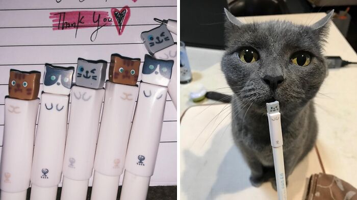 Purr-Fect Your Writing Game With The Cute Cat Pens, A Set Of Adorably Whisker-Ific Writing Utensils That Are Guaranteed To Bring A Smile To Your Face And A Mew To Your Heart