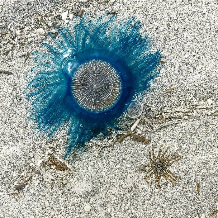 Took This Picture In The Philippines Near Puerto Princesa (Emerald Beach). It's A Blue Button Jellyfish