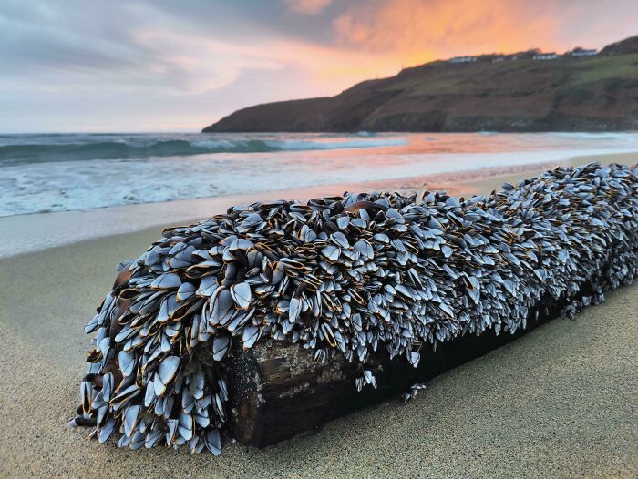 Barleycove Beach (West Cork) Back In January