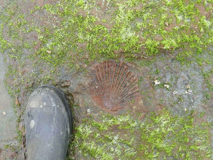 Southern Oregon Coast, Fossil Point. About A Mile North Of Charleston, And Along The Bay Beach