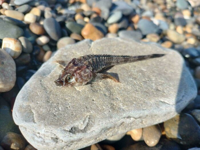 Weird Fish. Found This Dead Fish On A Wicklow Beach And I've Never Seen Anything Like It. Picture Fish, The Fish Identifier App Hasn't A Clue