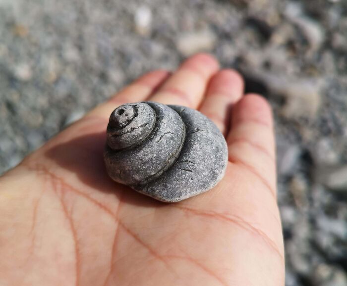 Some Sort Of Gastropod Found On A South Wales Beach, UK