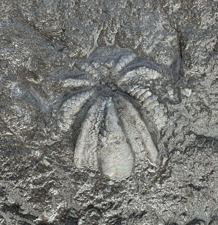 Found What I Think Is A Fossil On A Jetty In Panama City Beach, Fl