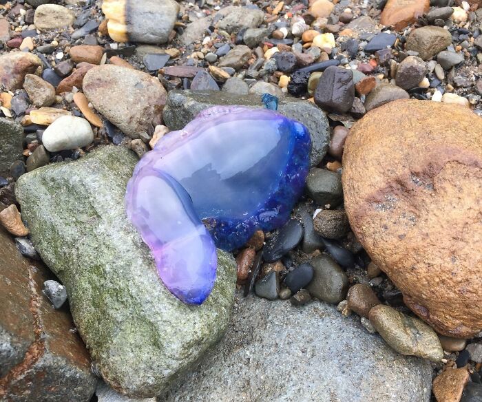 On A Beach In Wales, Blue Fluid Coming Out Of It. Looks Like A Portuguese Man Of War