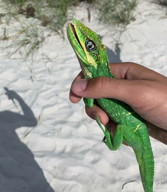 This Lizard Bit Me On A Beach In Naples, Fl