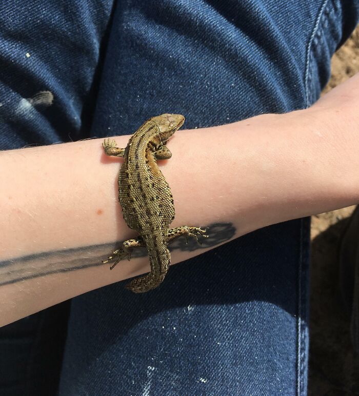 Found This Guy Crawling Through The Sand On The Beach In Co. Dublin Today