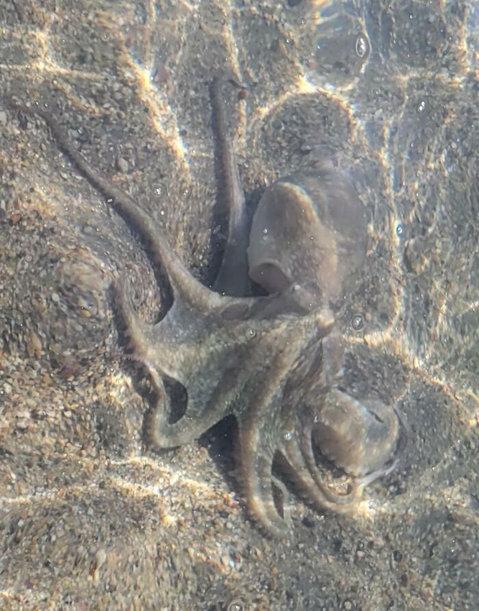 Saw This Well Camouflaged Octopus Swimming Along The Shore At La Playa Beach In Point Loma