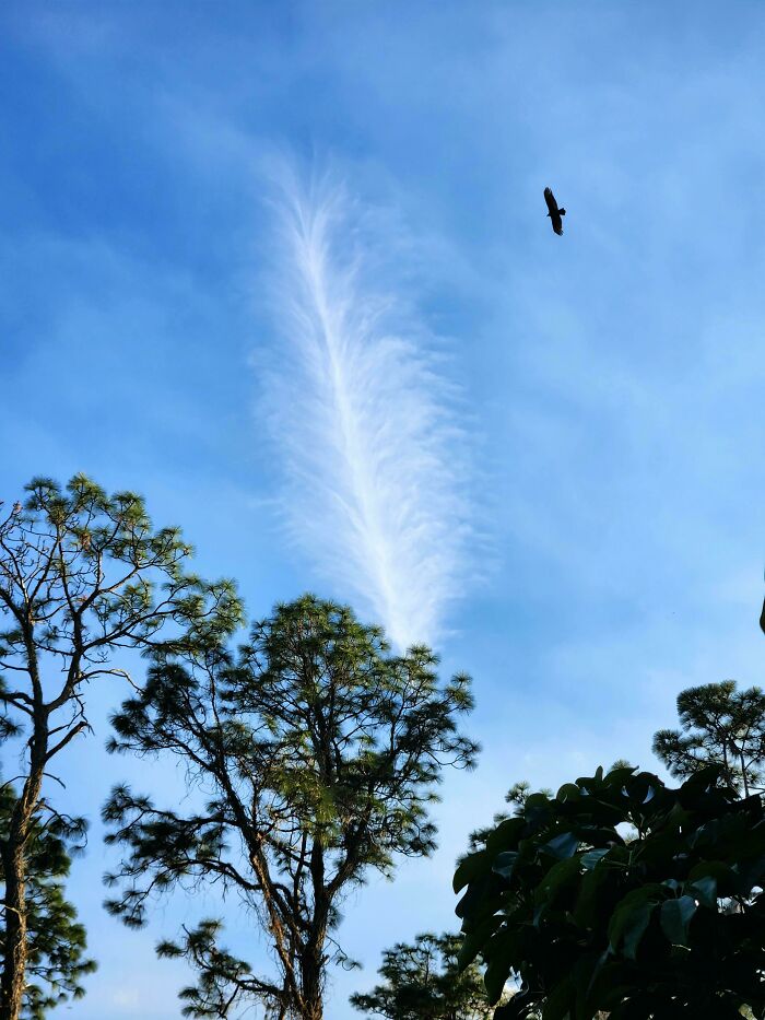 I Was Taking A Picture Of This Cloud That Looks Like A Feather When A Bird Flew Into The Shot