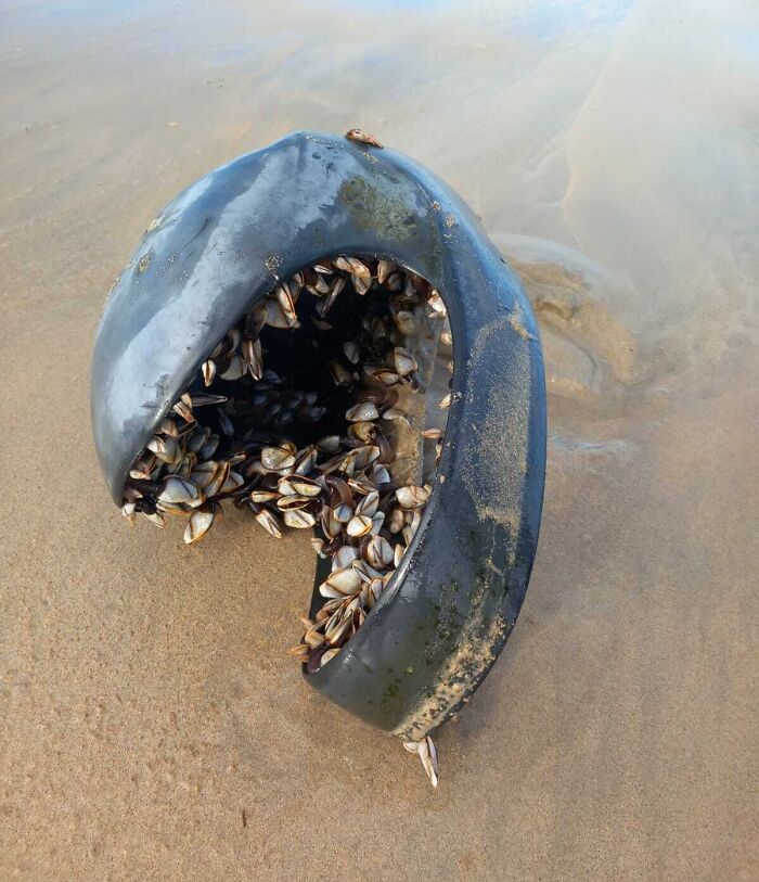 Found At Falcarragh Beach