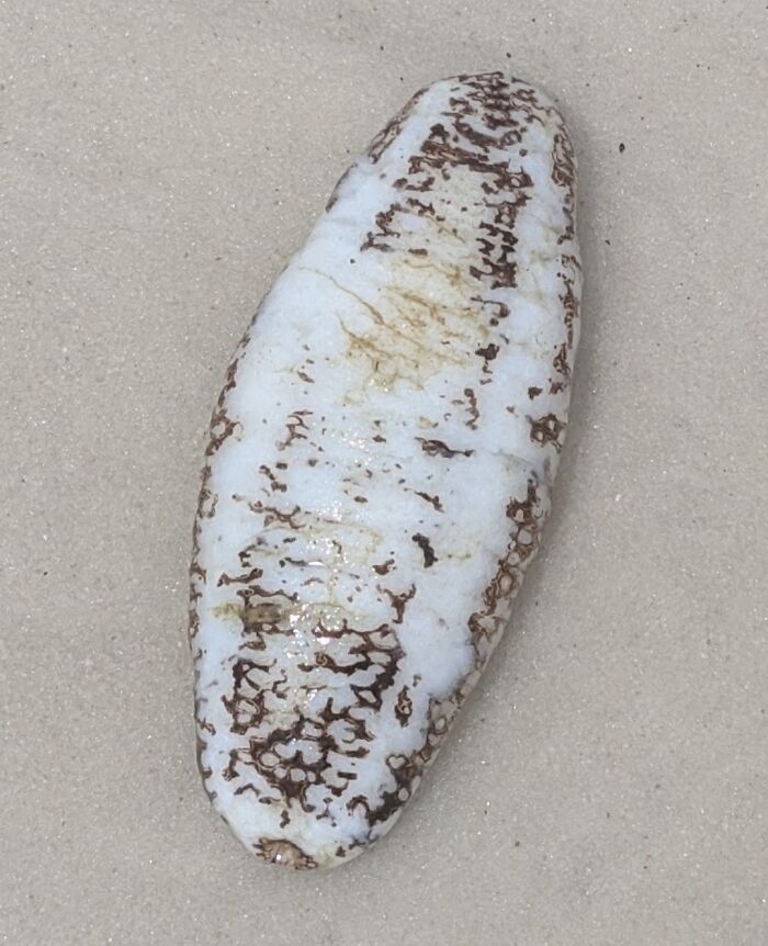 Many Of These Washed Up On A Beach In Destin, Fl USA. They Are Squishy