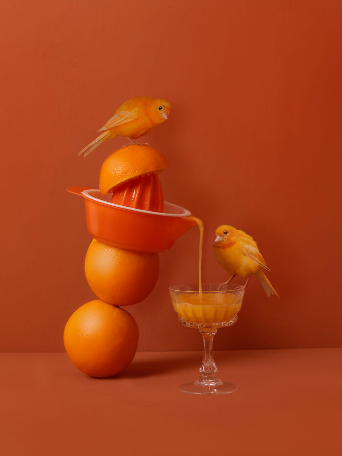 Orange Juicy From The Series “Feathered Fables' © Kaat Stieber