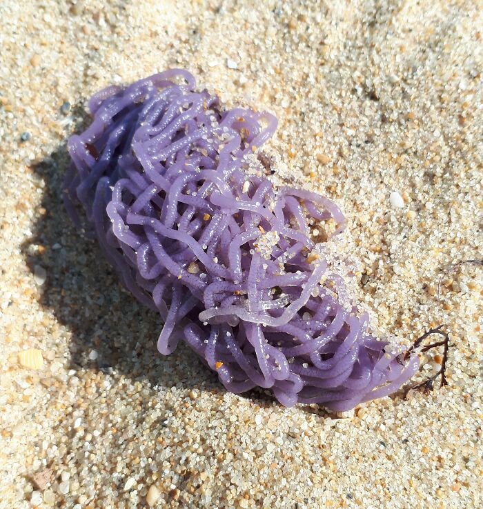 Found In A Beach. The Person Who Found It Said It Was Seaweed, But It Kinda Looks Like Some Weird Animal Or Something... I Poked It With A Stick For A While And Some Parts Broke Off