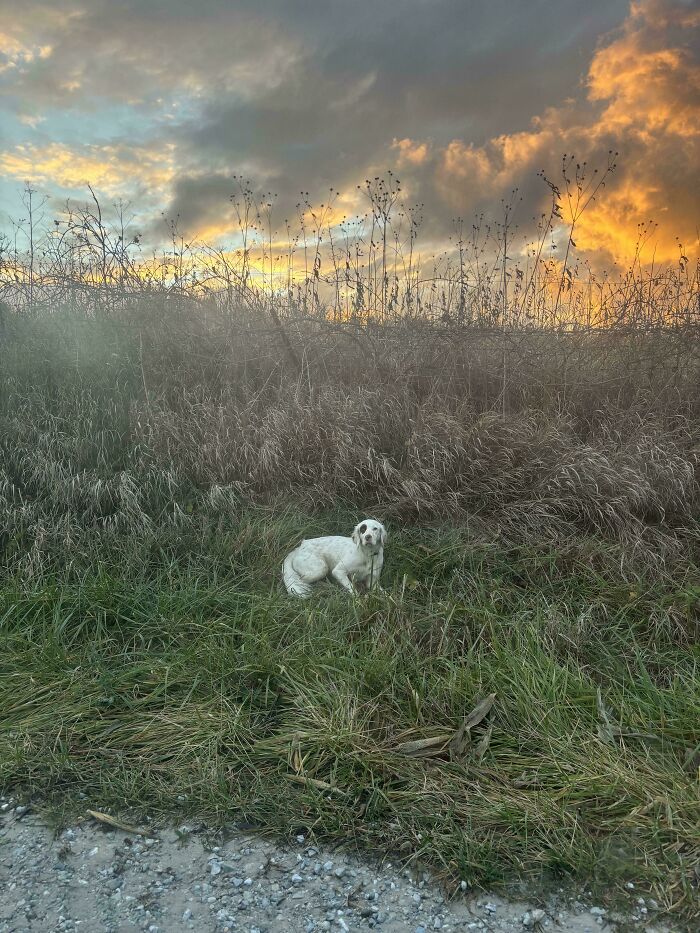 Dog sitting in grass with a dramatic sunset sky, resembling a Renaissance painting.