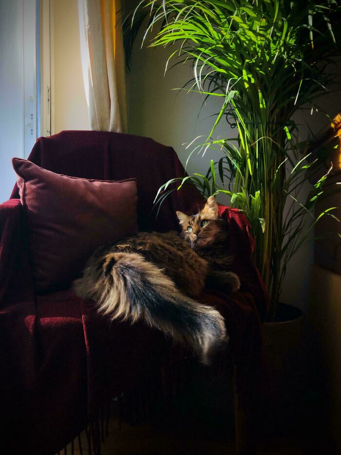 Cat on a red armchair by a sunlit plant, resembling a Renaissance painting.