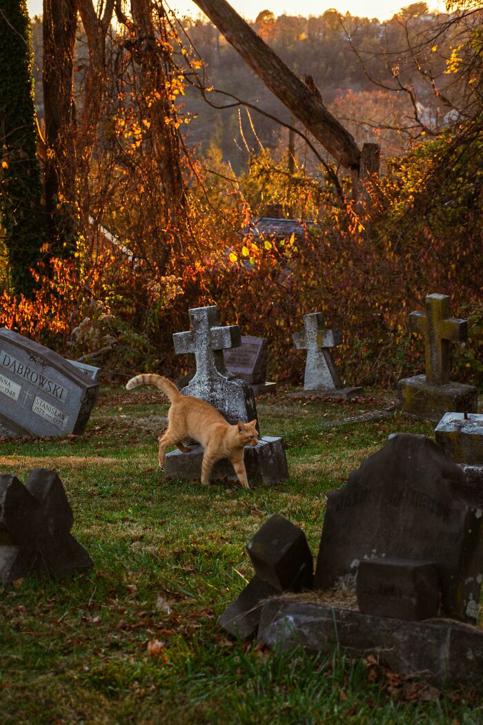 Ginger cat walking through an old graveyard in evening light, resembling a Renaissance painting.