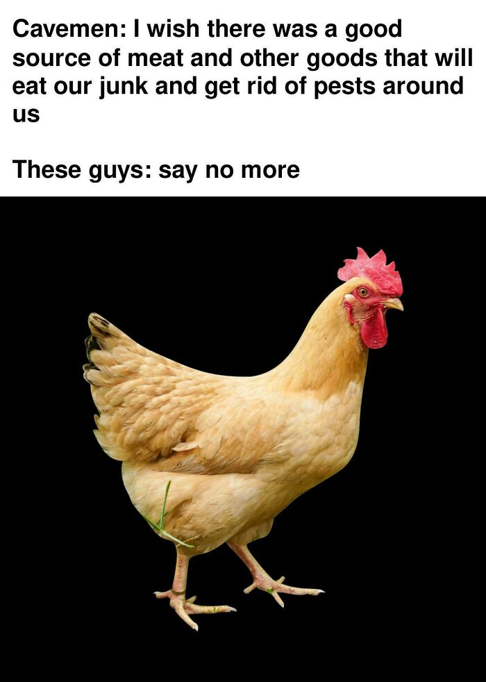 Chicken humorously depicted as history's solution to cavemen's problems in a meme.