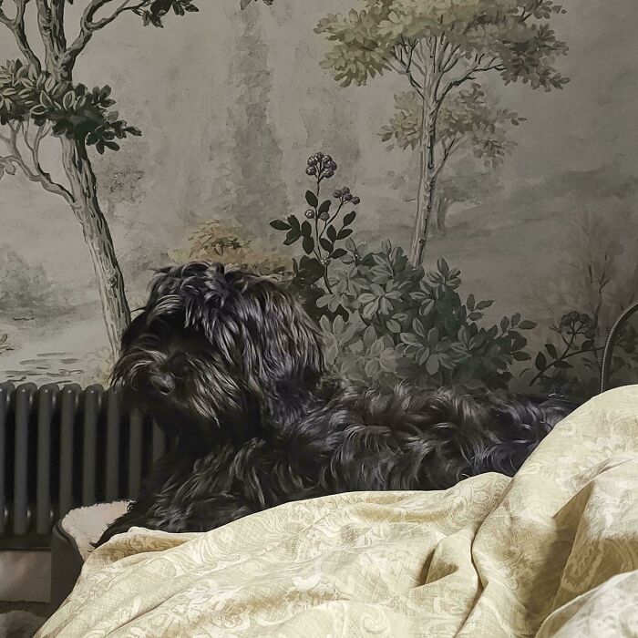 A fluffy black dog lies on a bed, with wallpaper resembling a Renaissance painting in the background.